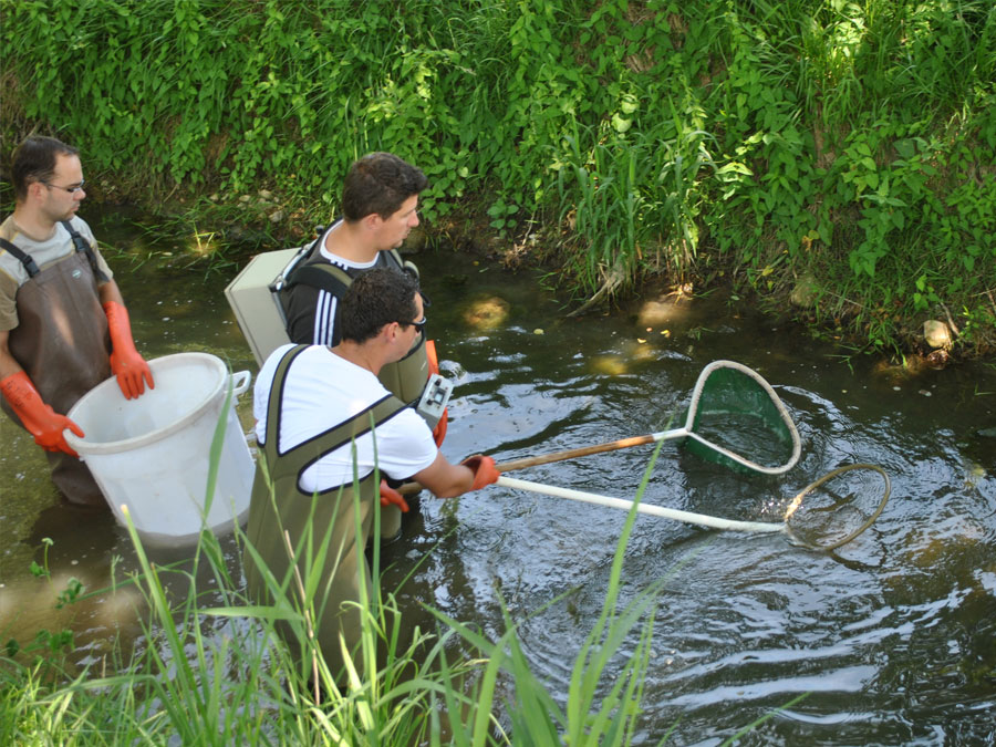 Pêche électrique sur la Luire à la Vervolière