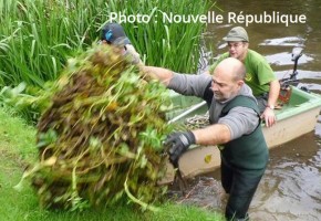 Les pêcheurs arrachent la jussie aux Ilettes