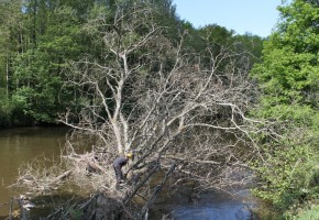 Le SIAG intervient sur la végétation des berges