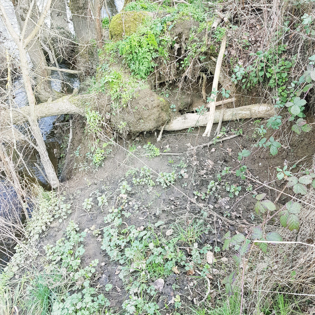 Erosion de la berge à Saint Germain