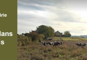 Organisation d’une journée d’échanges auprès des éleveurs bovins