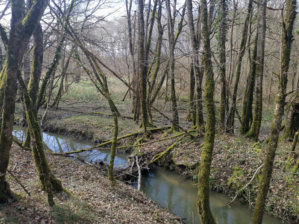 Embâcle à retirer sur la Luire